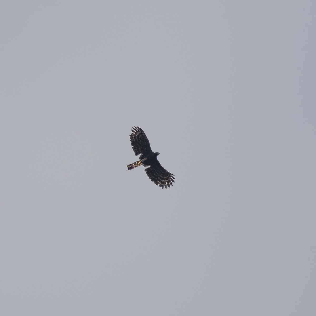 Spizaetus tyrannus